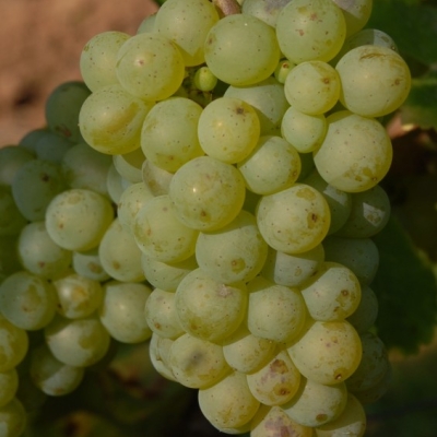 Sauvignon blanc ANT 0709